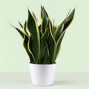 Sansevieria Black gold   hoogte 50 55 Studio