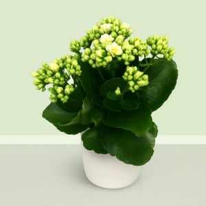 kalanchoe blossfeldiana white.JPG Studio