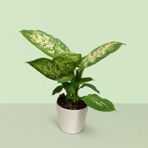 Dieffenbachia Compacta 12 cm pot Studio