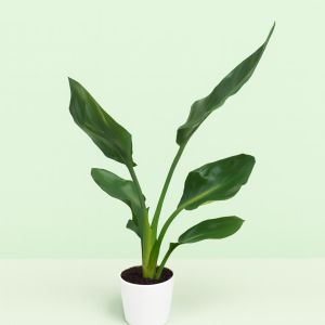 Strelitzia Reginea 11 cm Studio