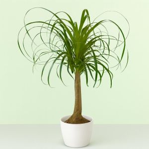 nolina recurvata v2 Studio