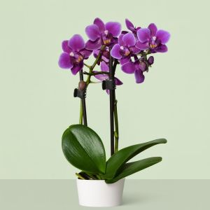 mini orchid purple  v2 Studio