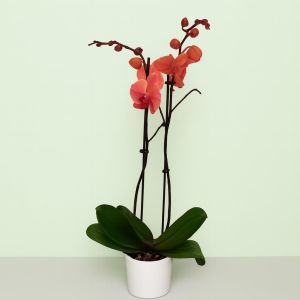 Phalaenopsis Peach jam2 Studio