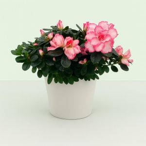 Rhododendron Simsii Bicolor 13 cm pot Studio Studio