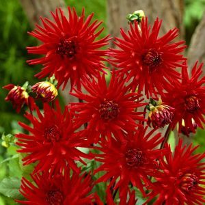 Dahlia Red Pigmy