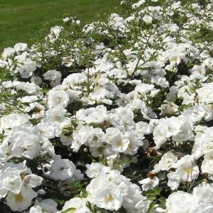 Rosan Floribunda Innocencia 8