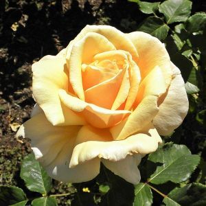 Rosa Tea hybrid Diamond Jubilee