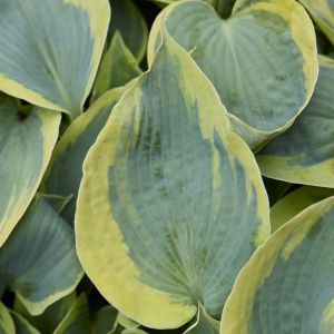 Hosta Tootie Mae