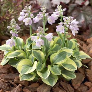 Hosta Frosted Mouse Ears